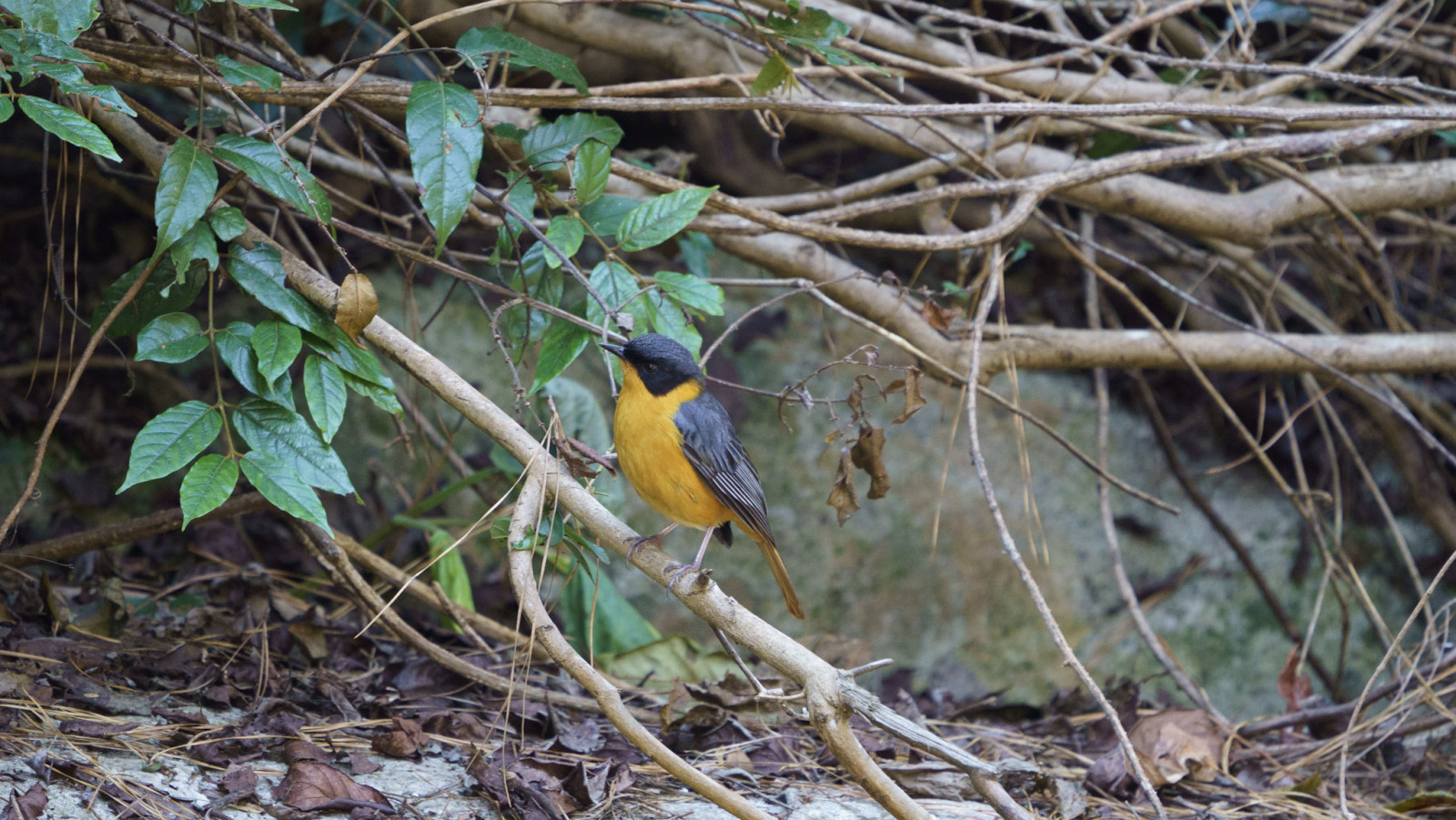 image Chorister Robin-Chat
